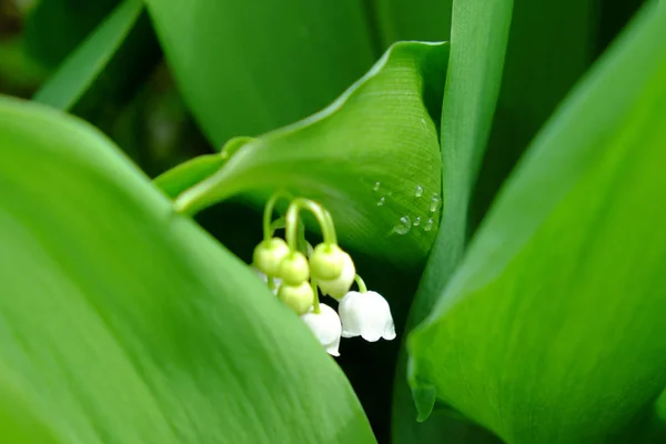 Picături Rouă Frunzele Unui Crin Din Floarea Văii — Fotografie, imagine de stoc