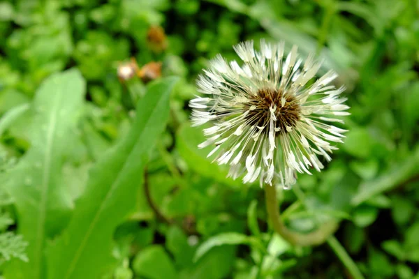 Belo Dente Leão Disparado Depois Chuva Flor Única — Fotografia de Stock