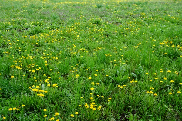 Многие Одуванчики Цветут Красивом Зеленом Лугу — стоковое фото