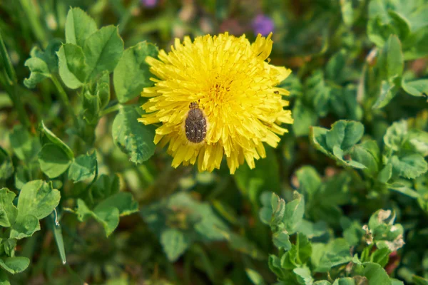 Malý Brouk Krásné Žluté Pampelišce — Stock fotografie