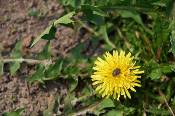 Little Beetle Beautiful Yellow Dandelion Flower — 스톡 사진