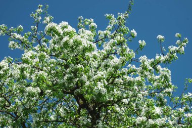 Açık mavi gökyüzünün arka planında çiçek açan bir armut ağacının dalları.
