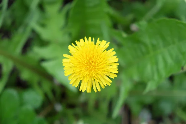 Krásná Pampeliška Květina Záběr Rozmazaným Pozadím Jednoduchý Květ — Stock fotografie