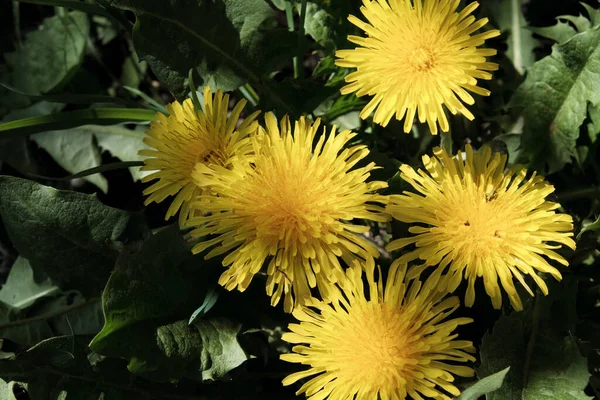 Mehrere Löwenzahnblüten Nahaufnahme Schöne Gelbe Blumen — Stockfoto