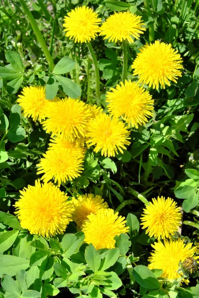 Einige Schöne Wild Wachsende Löwenzahnblüten Frühlingsblumen — Stockfoto