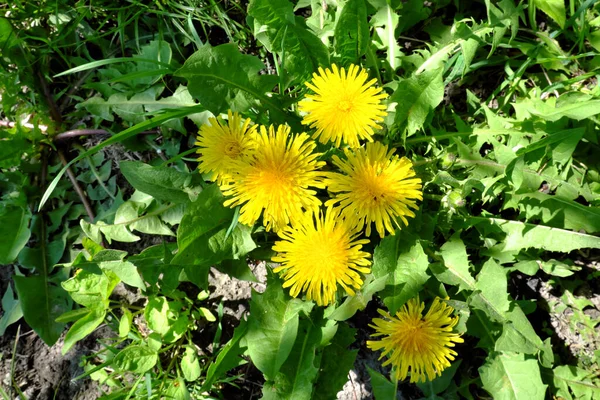 Mehrere Löwenzahnblüten Nahaufnahme Schöne Gelbe Blumen — Stockfoto