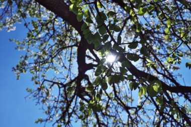 Güneş ışınları çiçek açan bir armut ağacının dallarını delip geçer..
