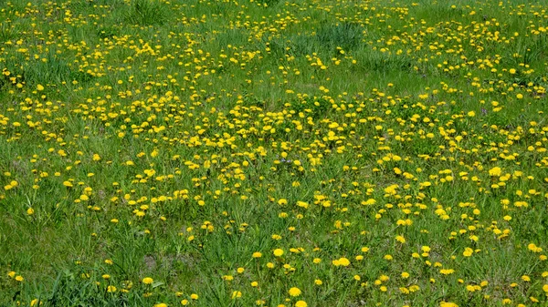 Många Gula Maskrosor Blommar Ängen — Stockfoto