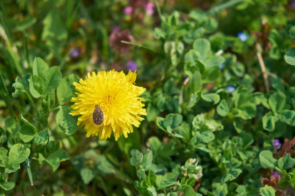 Kleiner Käfer Auf Einer Schönen Gelben Löwenzahnblüte — Stockfoto