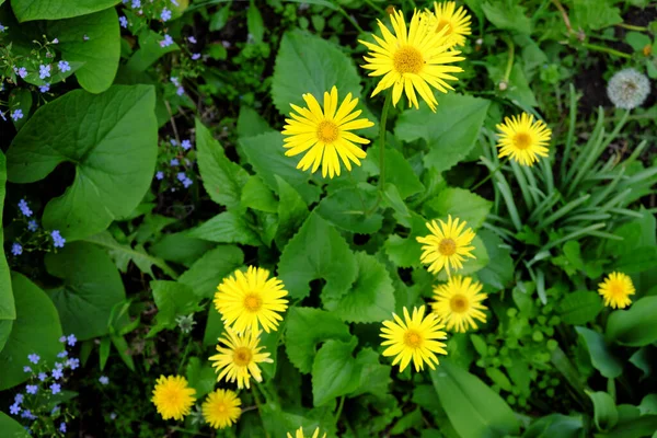 Vackra Gula Blommor Fjällarnica Vilda Blommor — Stockfoto