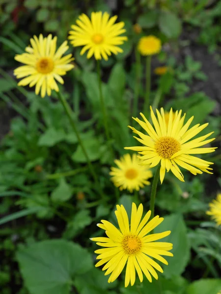 Lindas Flores Amarelas Montanha Arnica Flores Silvestres — Fotografia de Stock