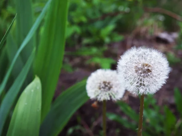 Várias Flores Dente Leão Maduras Flores Silvestres Muito Frequentes — Fotografia de Stock