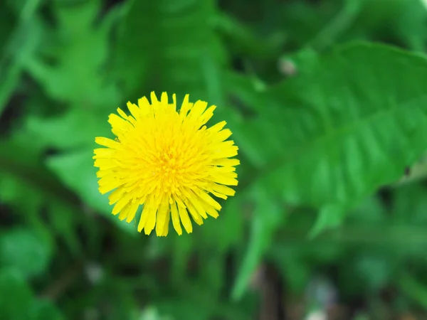 Bela Flor Dente Leão Tiro Com Fundo Borrão Flor Única — Fotografia de Stock