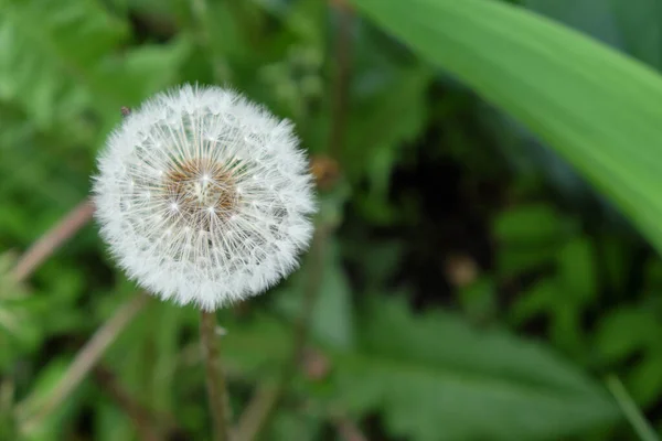 Large Spherical Ripened Dandelion Shot Close Blurred Background — Stock Photo, Image