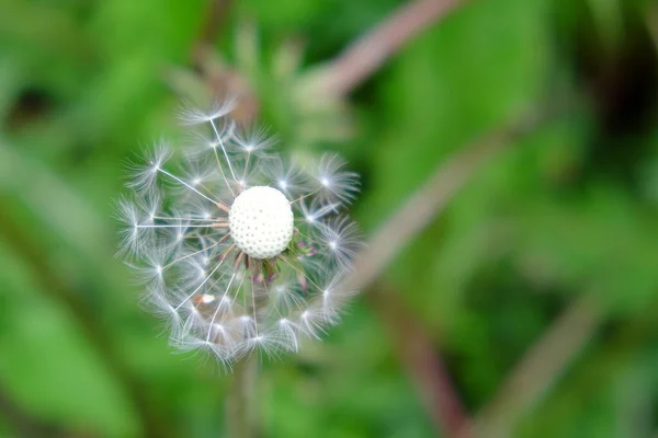 Flor Dente Leão Amadurecida Qual Vento Soprou Quase Todas Sementes — Fotografia de Stock