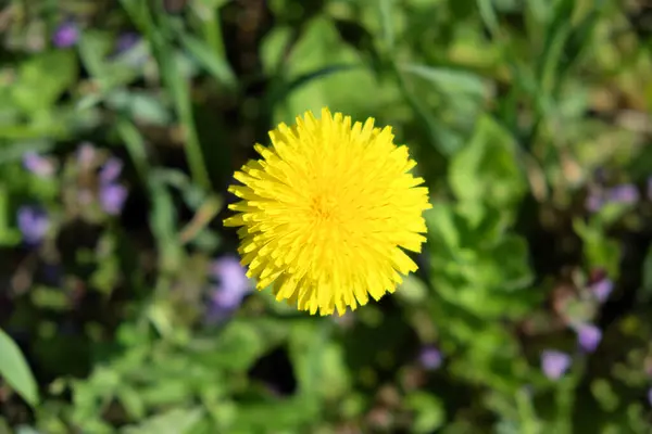 Una Flor Diente León Grande Hermosa Una Flor Amarilla — Foto de Stock