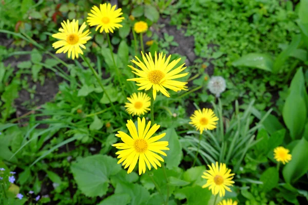 美丽的黄花的山Arnica — 图库照片