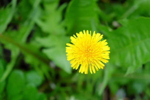 Bela Flor Dente Leão Tiro Com Fundo Borrão Flor Única — Fotografia de Stock