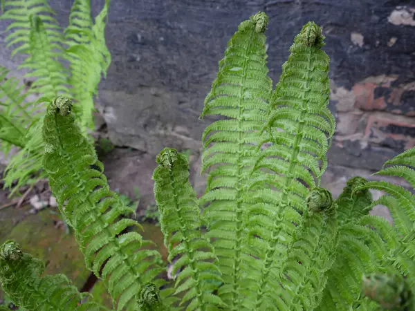 シダは黒い背景に残っています 美しい植物 — ストック写真