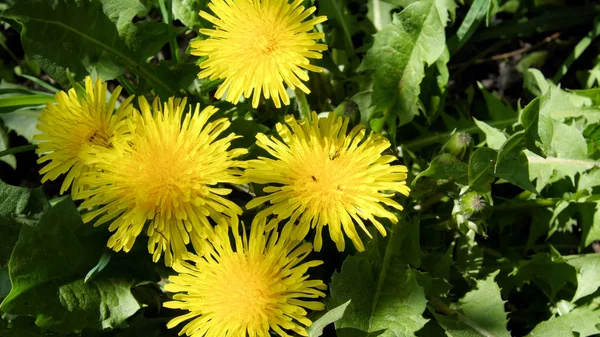 Kilka Kwiatów Mniszka Lekarskiego Strzał Bliska Piękne Żółte Kwiaty — Zdjęcie stockowe