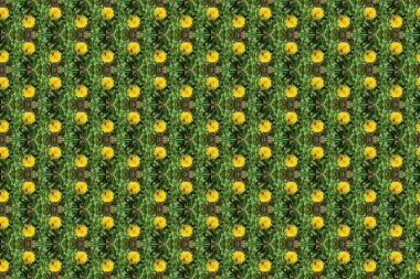 Ambalaj kağıdı, duvar kağıdı, tekstil ve yüzey tasarımı için eşsiz bir arkaplan. Yaratıcı, kusursuz desen. Kolaj.