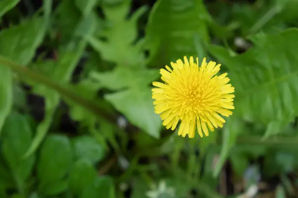 Vacker Maskros Blomma Skott Med Suddig Bakgrund Enblommig — Stockfoto