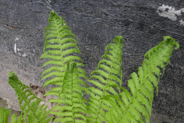 Hojas Helecho Sobre Fondo Negro Hermosa Planta —  Fotos de Stock