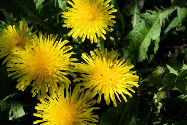 Várias Flores Dente Leão Tiro Perto Lindas Flores Amarelas — Fotografia de Stock