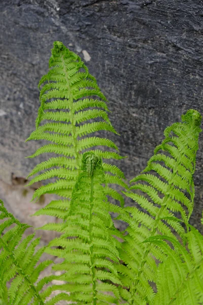 シダは黒い背景に残っています 美しい植物 — ストック写真