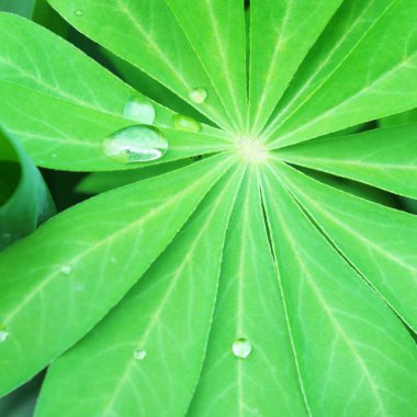 Lupin yaprağında büyük bir damla su..