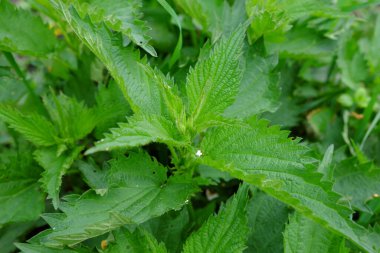 Arka plan olarak ısırgan otu. Tehlikeli bitki..