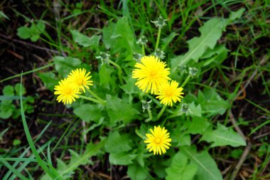 Gölgede büyüyen küçük bir karahindiba çalısı..
