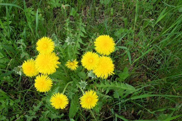 Many Dandelions Bloom Spring Yellow Spring Flowers — Stock Photo, Image