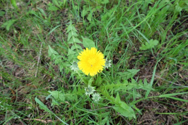 Eine Einzige Löwenzahnblüte Wächst Auf Dem Rasen — Stockfoto