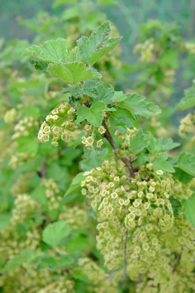 Branches Flowering Bush Red Currant — Stock Photo, Image