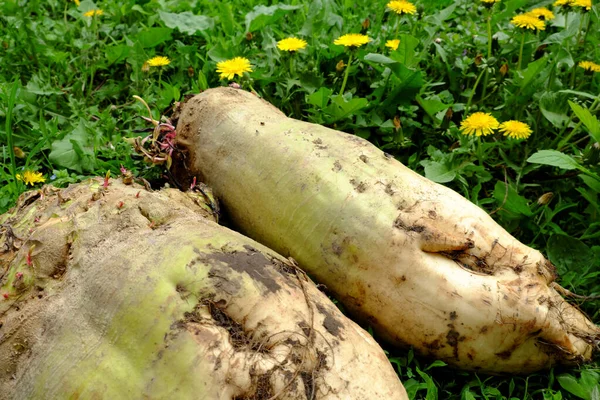 Two large fodder beets lie on the soil near the flowers.