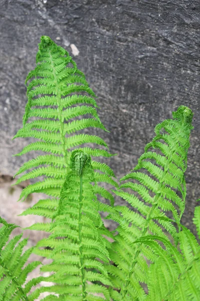 Samambaia Parte Sobre Fundo Preto Bela Planta — Fotografia de Stock