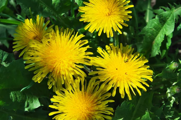 Várias Flores Dente Leão Tiro Perto Lindas Flores Amarelas — Fotografia de Stock