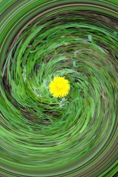 芝生の上に1つのタンポポの花が成長します — ストック写真