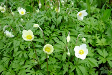 Çiçek açan şakayık çalısı. Beyaz yapraklı küçük çiçekler.