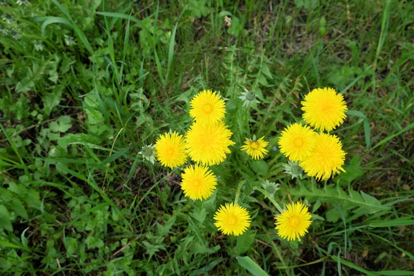 Muchos Dientes León Florecen Primavera Flores Amarillas Primavera — Foto de Stock