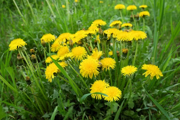 许多蒲公英在春天盛开 黄色的春花 — 图库照片