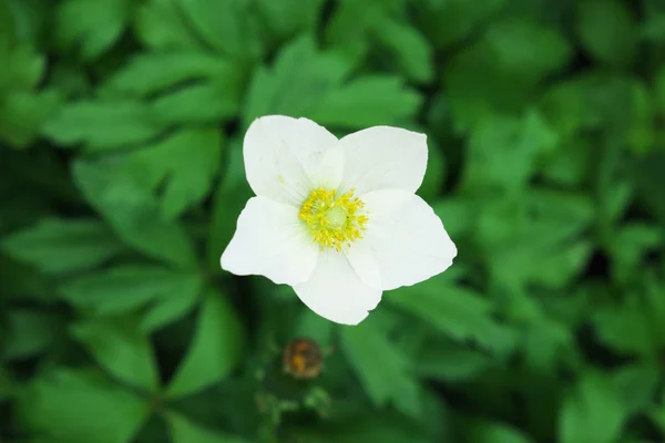 Gyönyörű Fehér Anemone Virág Lövés Homályos Háttér Egyvirágú — Stock Fotó