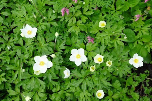 Blooming Anemone Bush Small Flowers White Petals — Stock Photo, Image