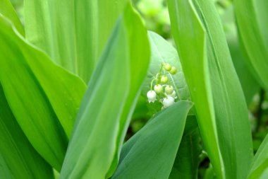 Vadi çiçeğinin yapraklarındaki çiy damlaları.