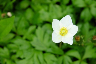 Bulanık arkaplanlı güzel beyaz şakayık çiçekleri. Tek çiçek..
