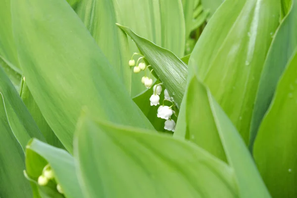 Drops Dew Leaves Lily Valley Flower — Stock Photo, Image