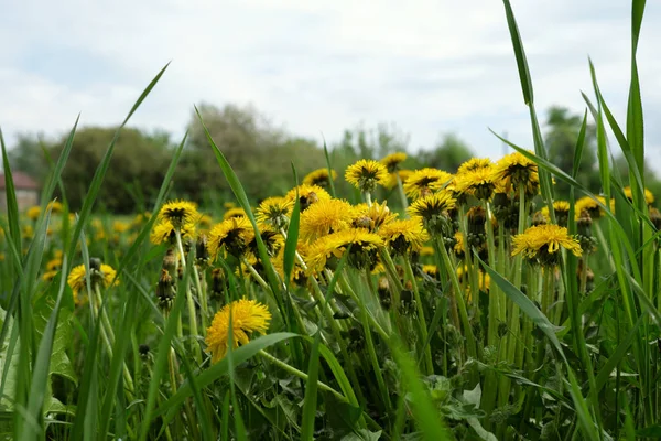 Dandelion flowers grow on a green meadow.