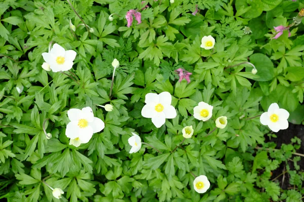 Blooming Anemone Bush Small Flowers White Petals — Stock Photo, Image