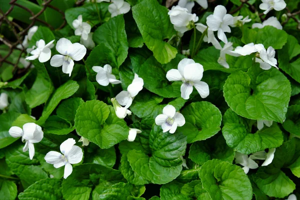 Arbusto Anêmona Flor Flores Pequenas Com Pétalas Brancas — Fotografia de Stock